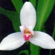 Stereo Gardenia Logo