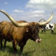 The Bull - KCZE Logo