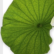 Blumen Maarsen Cam2 Logo