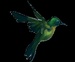 Hummingbird Radio Logo