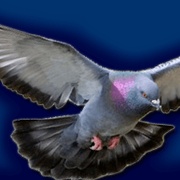Radio De Blauweduif Logo