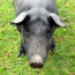 Pigpen Radio Logo