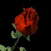 Whispering Rose Radio Logo