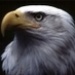 Eagle Country - KHOK Logo