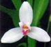 Stereo Gardenia Logo